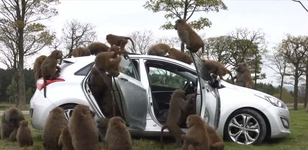 Hyundai demuestra la calidad del nuevo i30 con la ayuda de unos babuinos